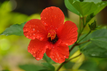 Red hibiscus in dew drops