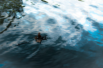 Blue water and yellow leaf