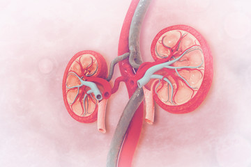 Human kidney cross section