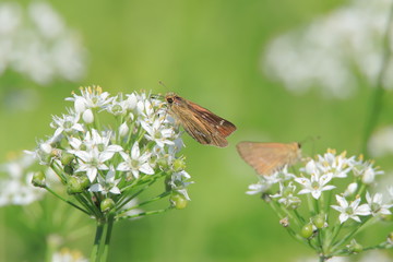 セセリチョウ　Skipper (butterfly)