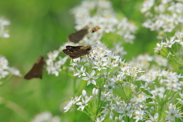 セセリチョウ　Skipper (butterfly)
