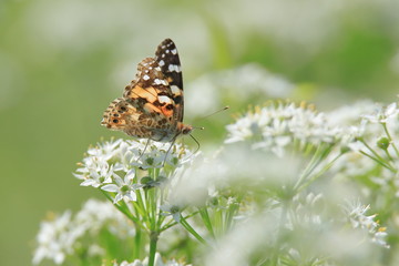 ヒメアカタテハ　Painted Lady