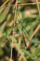 ギンヤンマ　Lesser Emperor