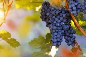 Bunch of grapes on a vineyard during sunset.