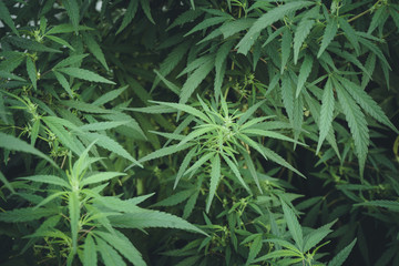 Real plant Marijuana or cannabis, marijuana in the botanical garden. narcotic drug. Horticulture of medicines