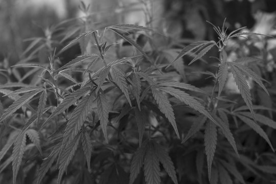 Real plant Marijuana or cannabis, marijuana in the botanical garden. narcotic drug. Horticulture of medicines black and white photo.