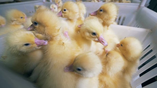 A pile of yellow baby ducklings in a plastic box in a poultry.