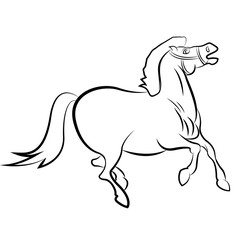 Vector drawn horse, isolated on white background.