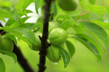 Peaches are growing in trees