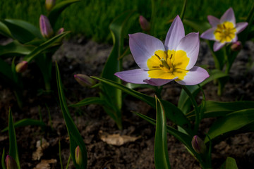 Netherlands,Lisse, a close up of a flower