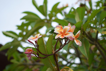 Frangipani Plumeria Tiare flower Tahitian gardenia Natural background Thailand Closeup Copy space
