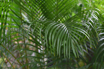 Natural background Tropical palm branch Travel Vacations Closeup
