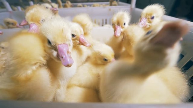 Baby ducks are fussing in a box and one of them looks into camera.