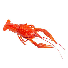 Fresh boiled red crayfish on white background.