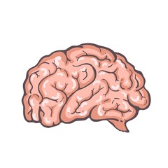 The human brain is in color. Hand drawing. Vector illustration.