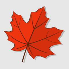 Maple autumn leaf isolated on a white background. Vector illustration
