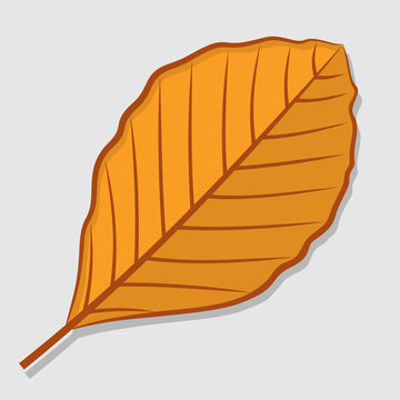 Beech autumn leaf isolated on a white background. Flat design Vector illustration