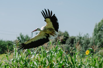 Stork in in the garden