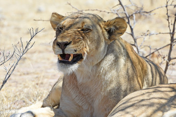 Löwin (Panthera leo) bei der Mittagsruhe im Etosha Nationalpark (Namibia)