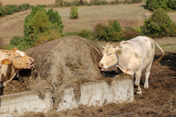 Cows eat hay in the pen