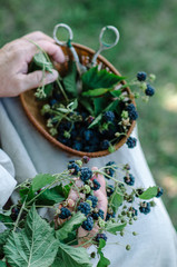 Hand picking blackberries in rustic style