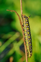 Caterpillar on a dry blade of grass at sunset.Hyles euphorbiae, the spurge hawk-moth, is a European moth of the family Sphingidae.