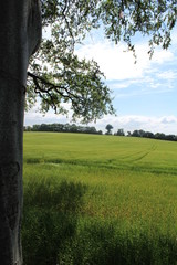 Campo di grano