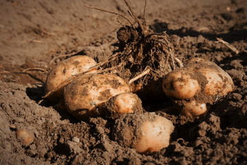 Dirty potato tubers lie on the dug-up ground