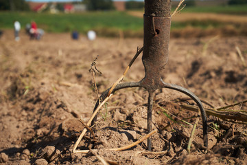 Old rustic pitchfork on a field