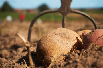 Close up of potatoes and garden fork on the field