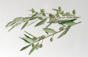 Olive tree branch with green olives