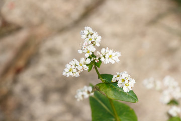 Fleurs de bl&eacute; noir