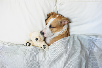 Cute dog sleeping in bed with a fluffy toy bear, top view. Staffordshire terrier puppy resting in...