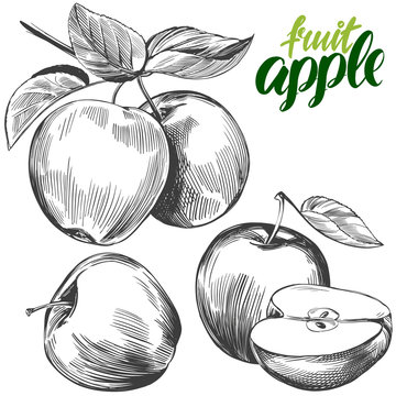 Apple Fruit Set Hand Drawn Vector Illustration Sketch