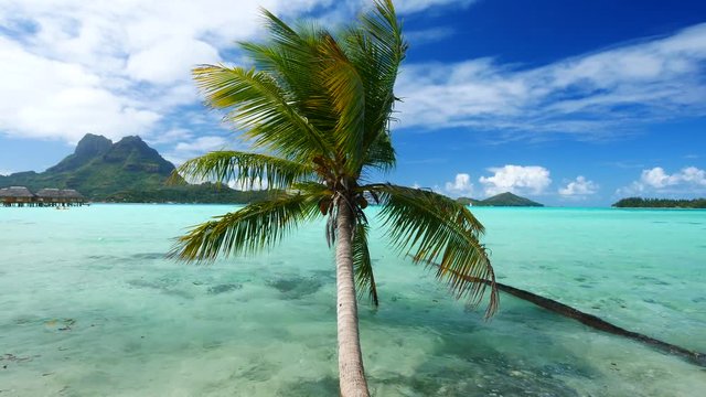 Luxury overwater villas with coconut palm trees, blue lagoon, white sandy beach and Otemanu mountain at Bora Bora island, Tahiti, French Polynesia
