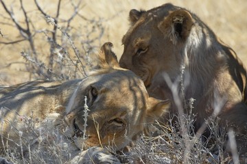 Löwen (panthera leo) im Etosha Nationalpark in Namibia