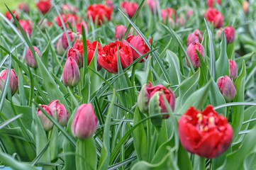 red tulips in the garden