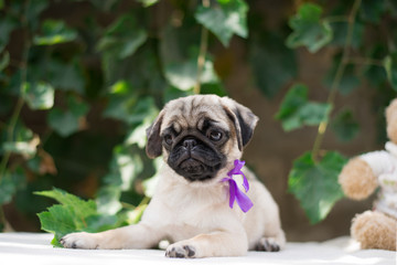 Puppy of a pug 3 months old