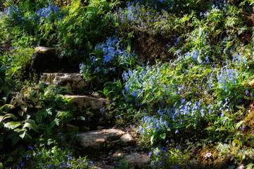flowers in the garden