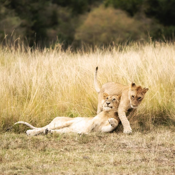 Playful lion cubs in the Masai Mara