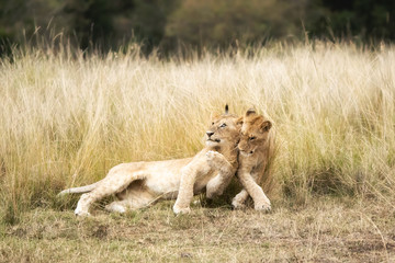 Playful lion cubs in the Masai Mara