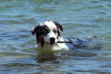 sheep dog in the water with a stick
