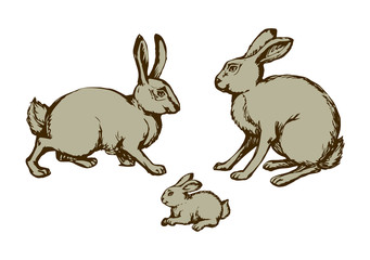 Hare. Vector drawing