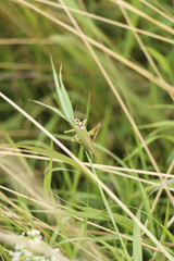 grasshopper on grass