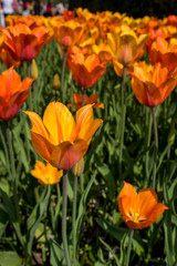 Netherlands,Lisse, a close up of a flower