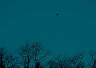bird