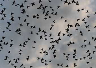 birds