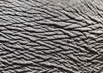 Elephant skin, close-up