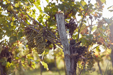 grape on the vine © Matus