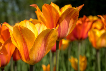Netherlands,Lisse, a close up of a flower